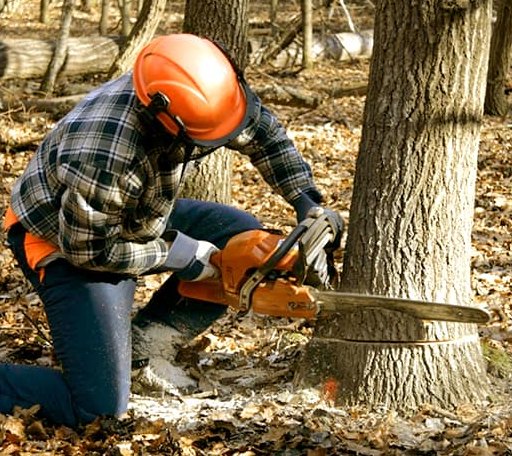 Tree Removal in Agate, ND